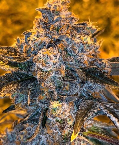 Based on OZ Kush and hot in 2023—Wizard Trees clones of RS#11 and RS#54, also go for $500 per. . Seed junky jealousy bx1